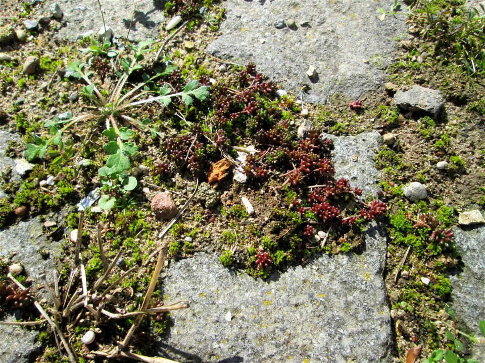 Ritzenbotanik; Weiße Fetthenne (Sedum album) auf Pflasterstein in Hockenheim
