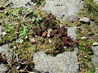 Ritzenbotanik; Weiße Fetthenne (Sedum album) auf Pflasterstein in Hockenheim