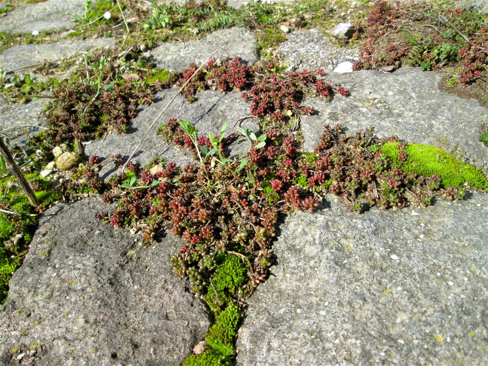 Ritzenbotanik; Weiße Fetthenne (Sedum album) auf Pflasterstein in Hockenheim