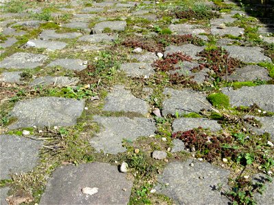 Ritzenbotanik; Weiße Fetthenne (Sedum album) auf Pflasterstein in Hockenheim