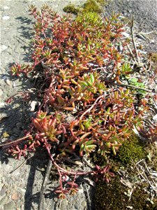Ritzenbotanik: Weiße Fetthenne (Sedum album) oberhalb der A620 in Alt-Saarbrücken