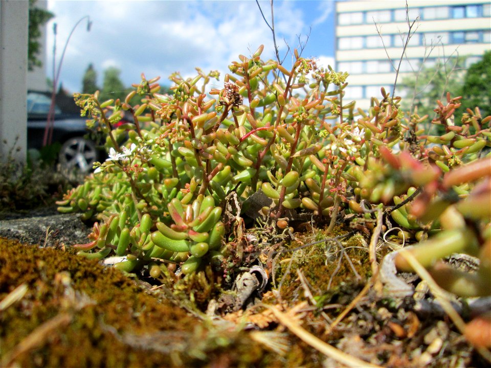 Ritzenbotanik: Weiße Fetthenne (Sedum album) in Alt-Saarbrücken
