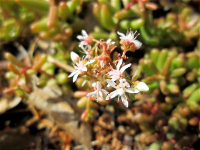 Ritzenbotanik: Weiße Fetthenne (Sedum album) in Alt-Saarbrücken