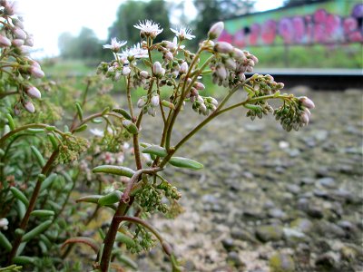 Weiße Fetthenne (Sedum album) am Bahnhof Saarbrücken Ost