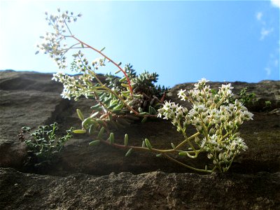 Weiße Fetthenne (Sedum album) an einer Mauer in Hockenheim