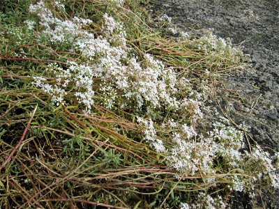 Weiße Fetthenne (Sedum album) am Bahnhof Saarbrücken Ost