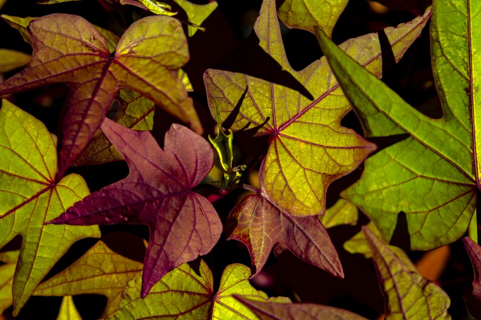 Leaves green purple