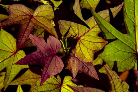 Leaves green purple