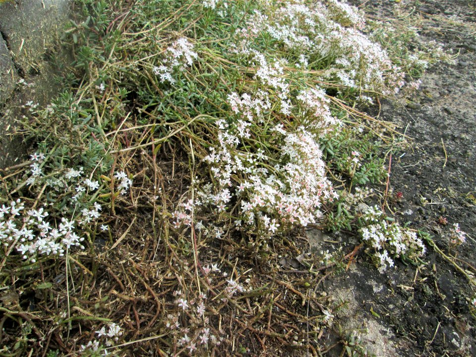 Weiße Fetthenne (Sedum album) am Bahnhof Saarbrücken Ost