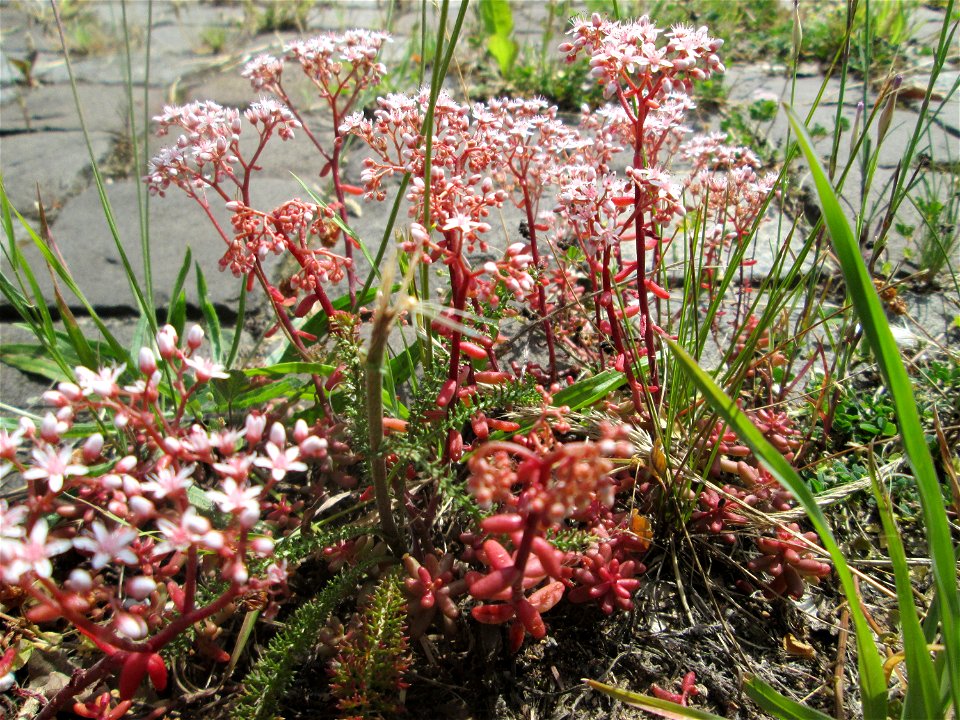 Weiße Fetthenne (Sedum album) auf Kopfsteinpflaster an der A620 in Alt-Saarbrücken