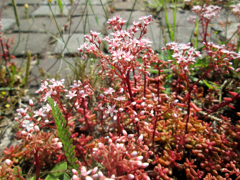 Weiße Fetthenne (Sedum album) auf Kopfsteinpflaster an der A620 in Alt-Saarbrücken