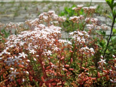 Weiße Fetthenne (Sedum album) auf Kopfsteinpflaster an der A620 in Alt-Saarbrücken