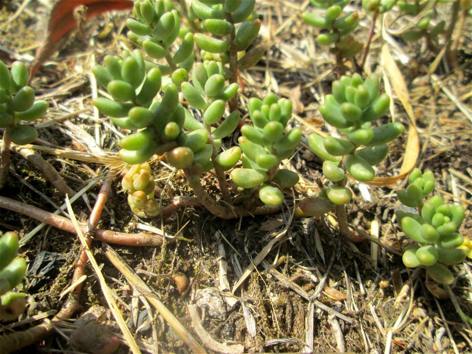 Weiße Fetthenne (Sedum album) im Bürgerpark Saarbrücken