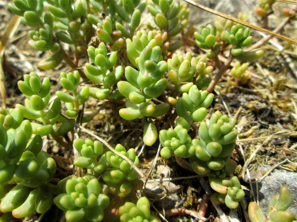Weiße Fetthenne (Sedum album) im Bürgerpark Saarbrücken