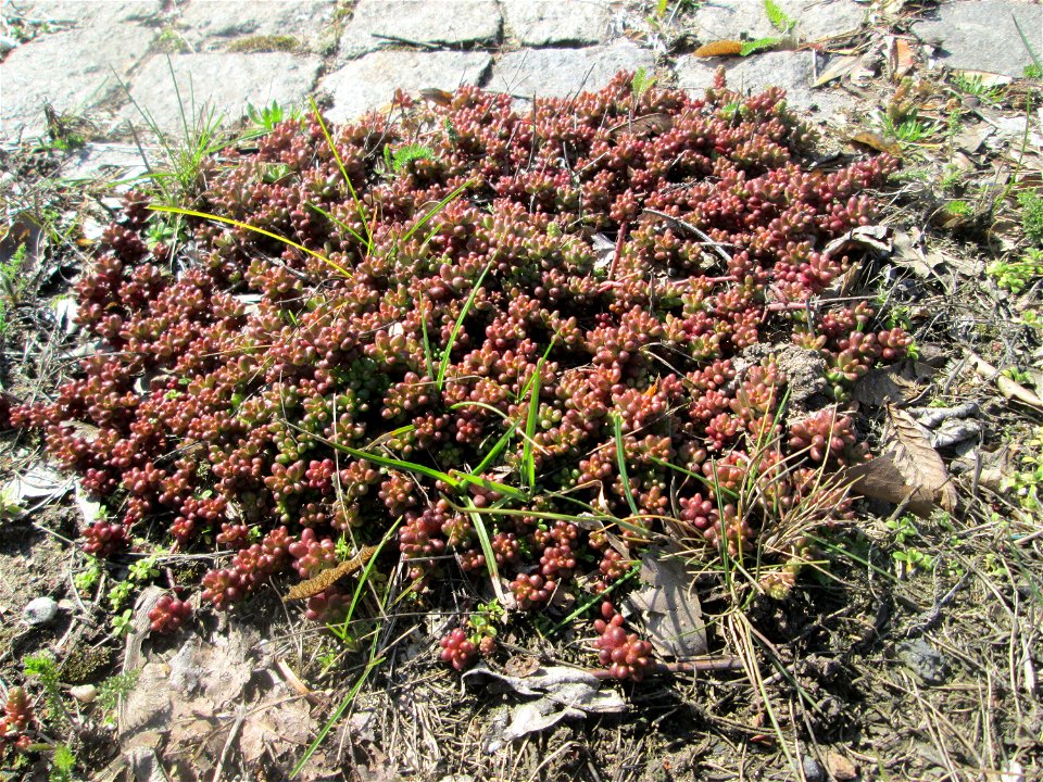 Weiße Fetthenne (Sedum album) an der A620 in Alt-Saarbrücken