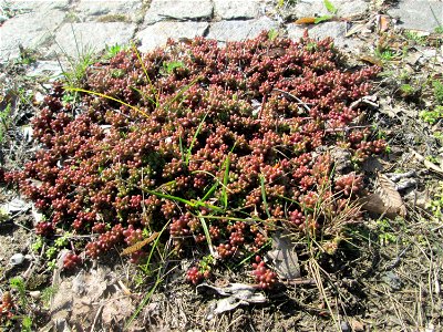 Weiße Fetthenne (Sedum album) an der A620 in Alt-Saarbrücken