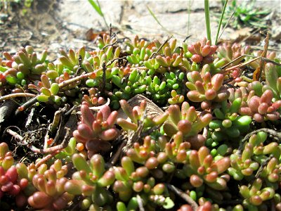 Weiße Fetthenne (Sedum album) an der A620 in Alt-Saarbrücken
