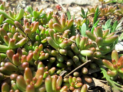 Weiße Fetthenne (Sedum album) an der A620 in Alt-Saarbrücken