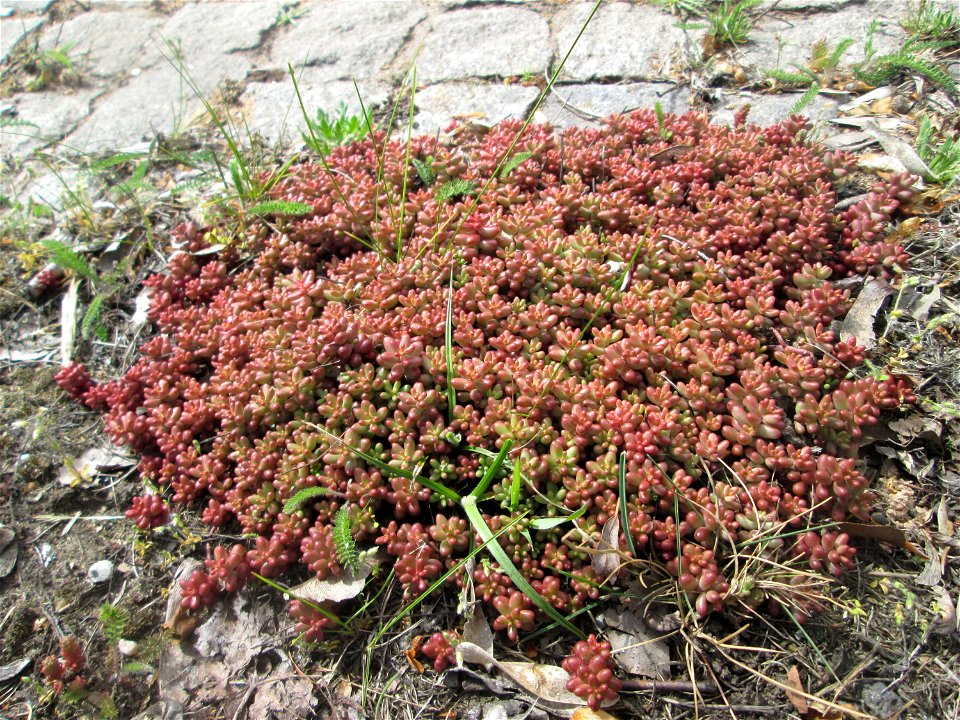 Weiße Fetthenne (Sedum album) an der A620 in Alt-Saarbrücken