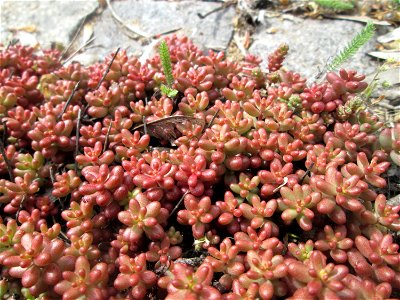 Weiße Fetthenne (Sedum album) an der A620 in Alt-Saarbrücken