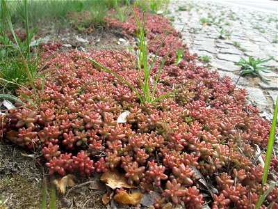 Weiße Fetthenne (Sedum album) an der A620 in Alt-Saarbrücken