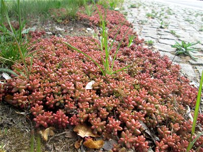 Weiße Fetthenne (Sedum album) an der A620 in Alt-Saarbrücken photo