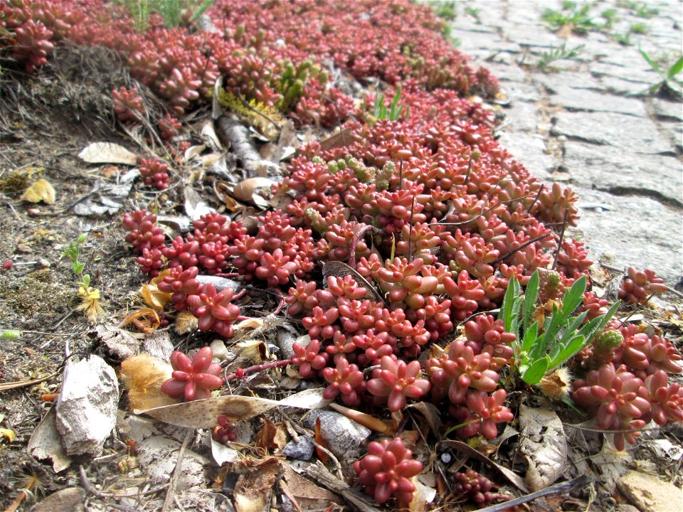 Weiße Fetthenne (Sedum album) an der A620 in Alt-Saarbrücken