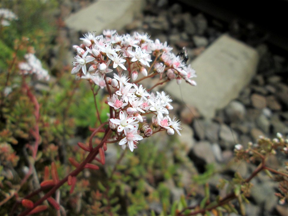 Weiße Fetthenne (Sedum album) am Bahnhof Saarbrücken Ost