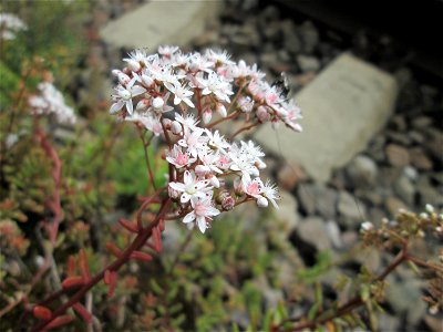 Weiße Fetthenne (Sedum album) am Bahnhof Saarbrücken Ost