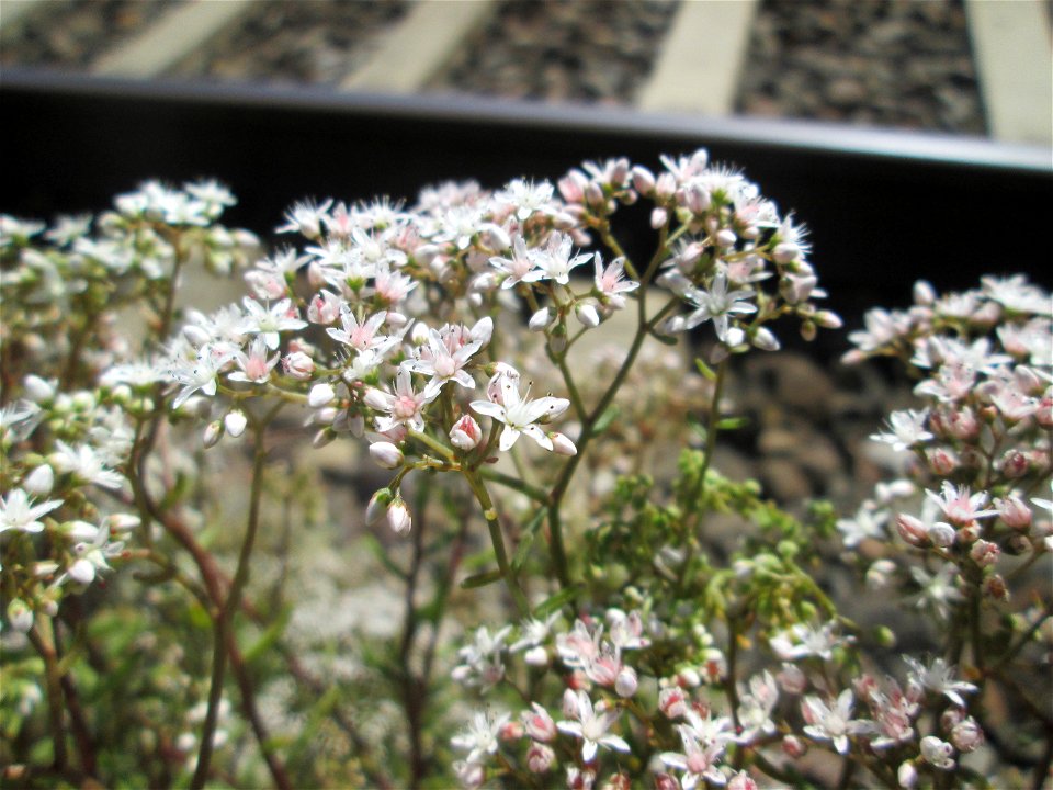 Weiße Fetthenne (Sedum album) am Bahnhof Saarbrücken Ost