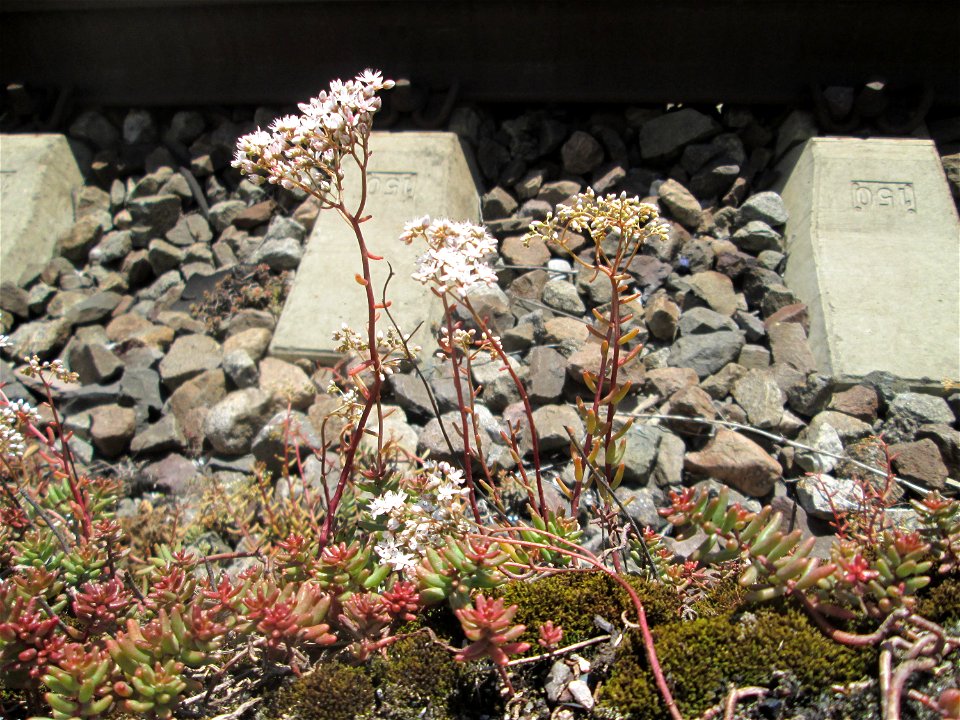 Weiße Fetthenne (Sedum album) am Bahnhof Saarbrücken Ost