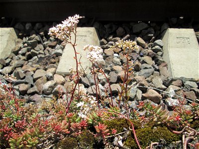 Weiße Fetthenne (Sedum album) am Bahnhof Saarbrücken Ost