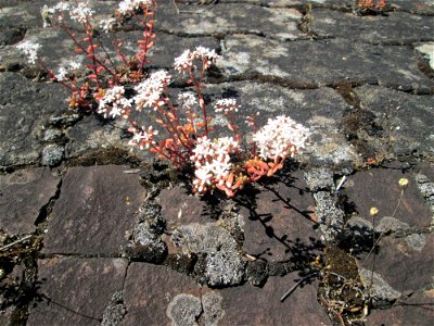 Weiße Fetthenne (Sedum album) am Bahnhof Saarbrücken-Ost