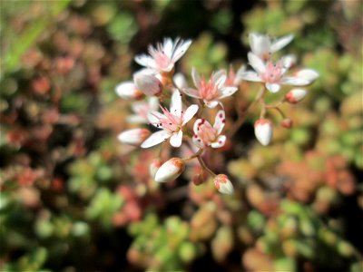 Weiße Fetthenne (Sedum album) an der A620 in Alt-Saarbrücken