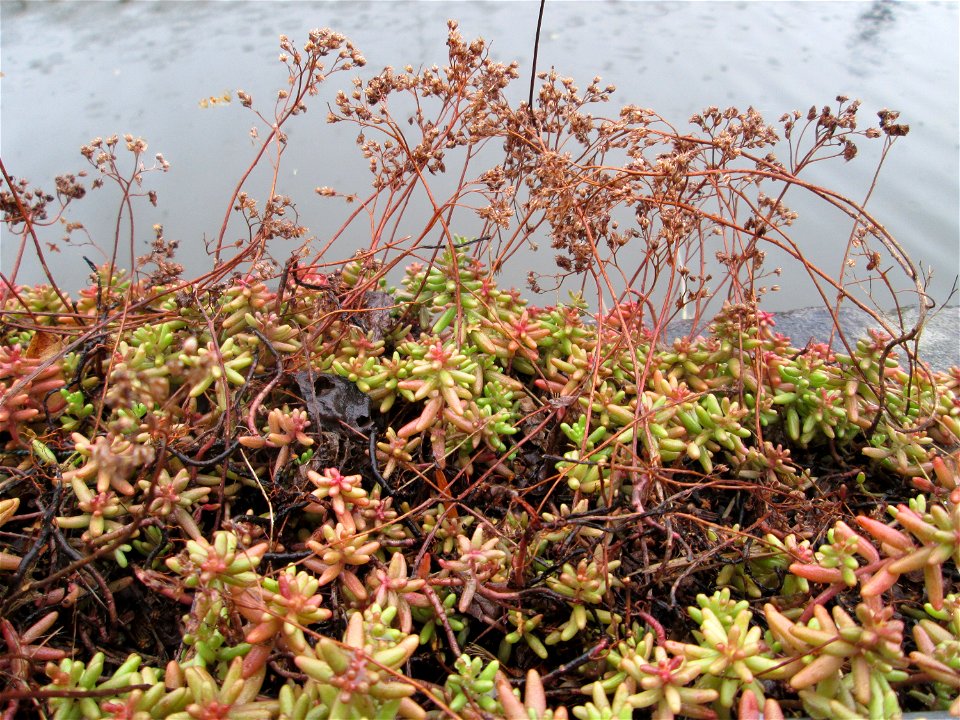 Weiße Fetthenne (Sedum album) am Üßbach in Alf