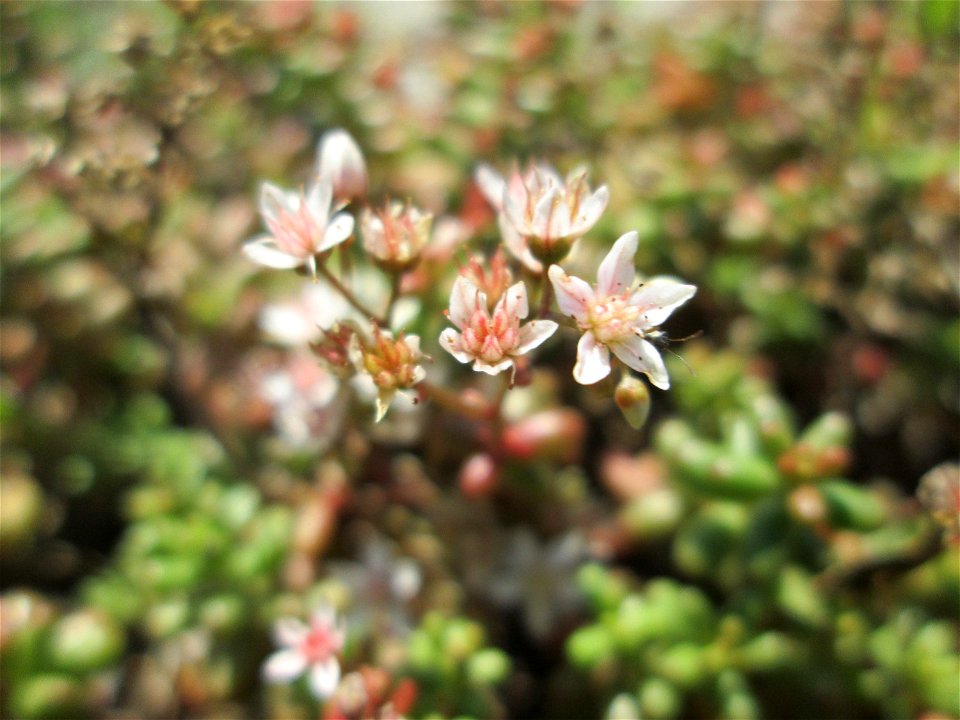 Weiße Fetthenne (Sedum album) an der A620 in Alt-Saarbrücken