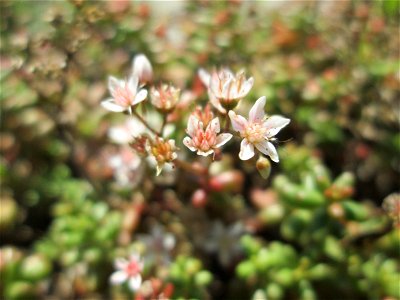Weiße Fetthenne (Sedum album) an der A620 in Alt-Saarbrücken