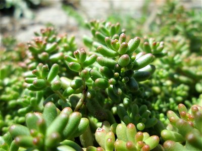Weiße Fetthenne (Sedum album) an der A620 in Alt-Saarbrücken