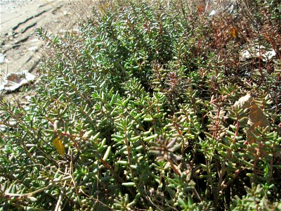 Weiße Fetthenne (Sedum album) in Brebach