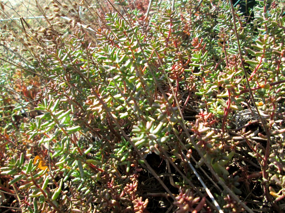 Weiße Fetthenne (Sedum album) in Brebach