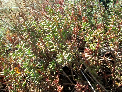 Weiße Fetthenne (Sedum album) in Brebach