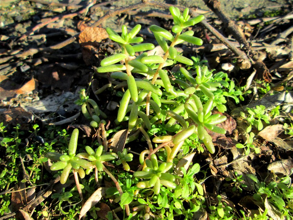 Weiße Fetthenne (Sedum album) an der A620 in Alt-Saarbrücken