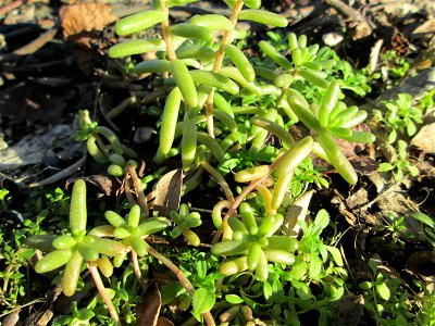 Weiße Fetthenne (Sedum album) an der A620 in Alt-Saarbrücken