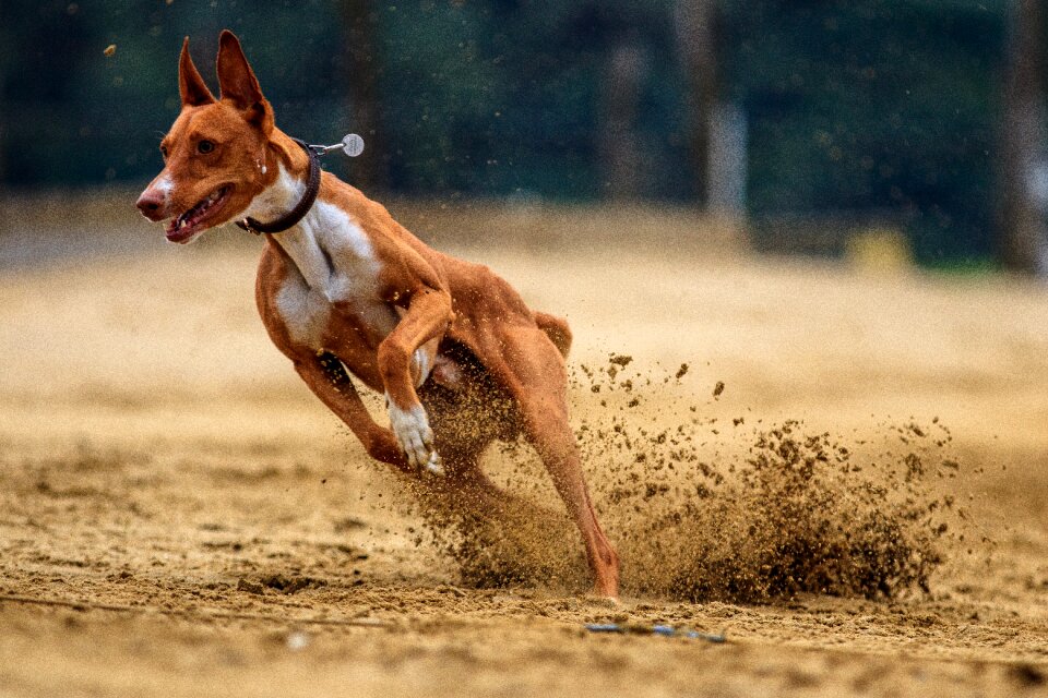 Race run sport photo