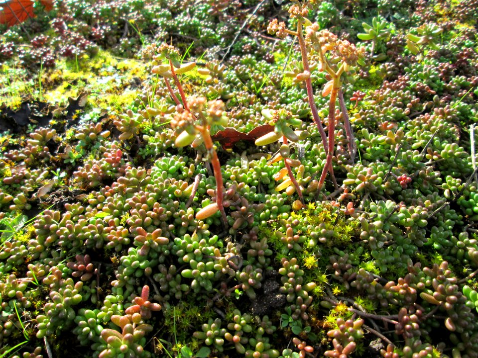 Weiße Fetthenne (Sedum album) an der A620 in Alt-Saarbrücken