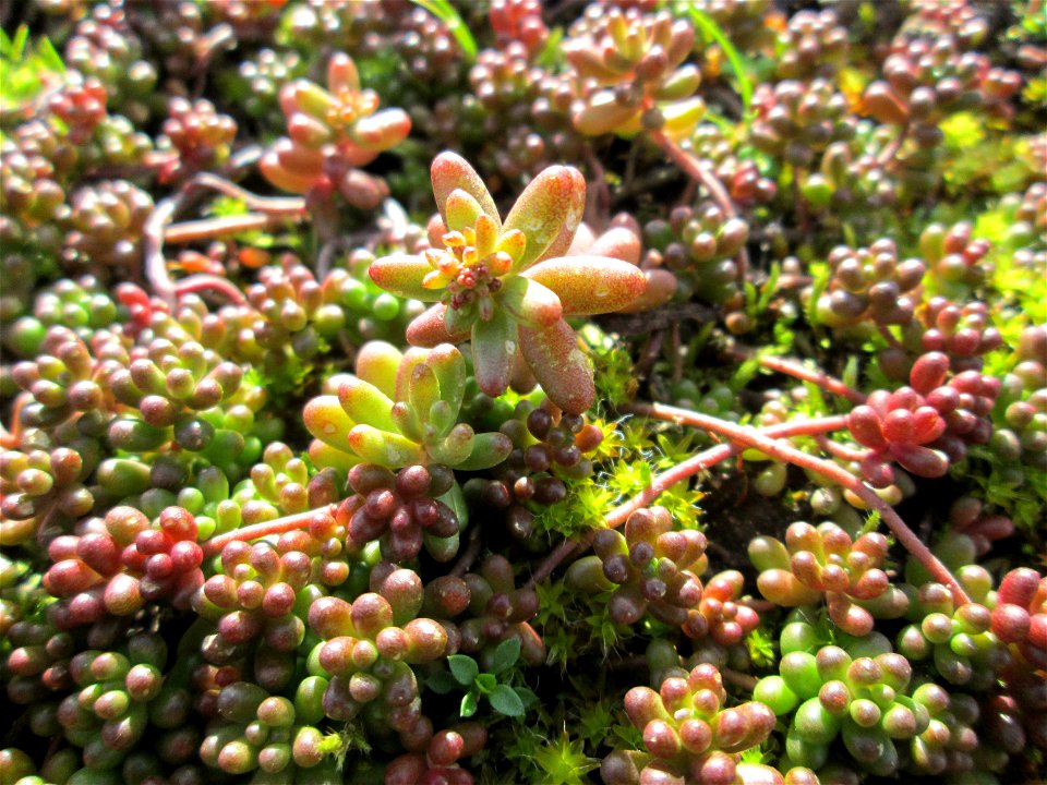 Weiße Fetthenne (Sedum album) an der A620 in Alt-Saarbrücken