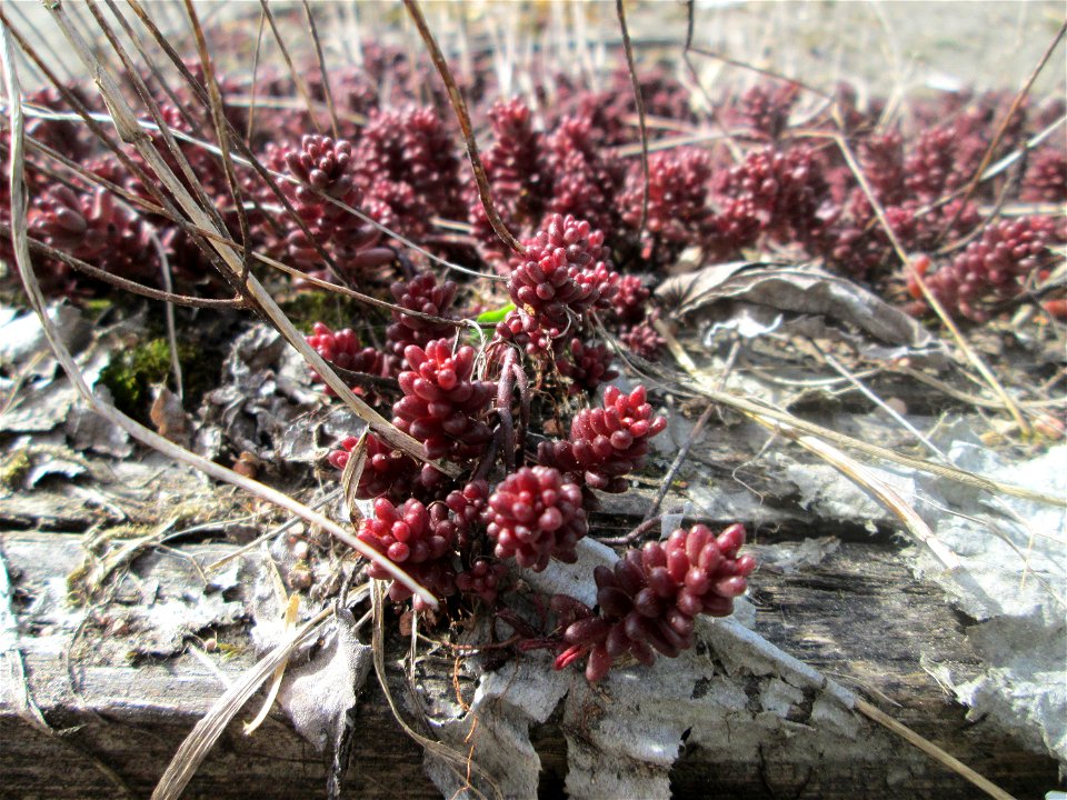 Weiße Fetthenne (Sedum album) in Brebach