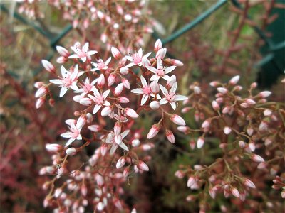 Weiße Fetthenne (Sedum album) in Brebach