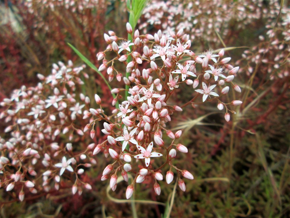 Weiße Fetthenne (Sedum album) in Brebach