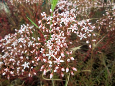Weiße Fetthenne (Sedum album) in Brebach